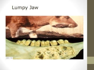 Antemortem Sapi Bahan Tayang PEMERIKSAAN ANTE MORTEM.pptx