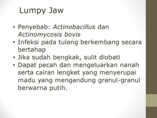 Antemortem Sapi Bahan Tayang PEMERIKSAAN ANTE MORTEM.pptx