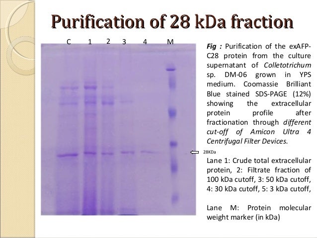 isolation purification and characterization of proteins pdf