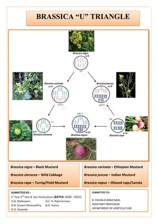 Brassica U Triangle PDF Brassica U Triangle PDF