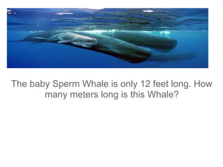 The baby Sperm Whale is only 12 feet long. How
many meters long is this Whale?
 