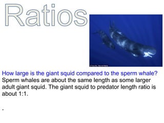 How large is the giant squid compared to the sperm whale?
Sperm whales are about the same length as some larger
adult giant squid. The giant squid to predator length ratio is
about 1:1.
.
 