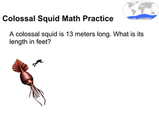 Colossal Squid Math Practice
A colossal squid is 13 meters long. What is its
length in feet?
 
