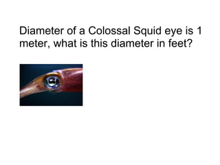 Diameter of a Colossal Squid eye is 1
meter, what is this diameter in feet?
 