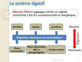 Le système digestif
10Franck Rencurel 2020
Aliment: Matière organique, animale ou végétale,
consommée à des fins constitutionnelles et énergétiques.
Glucides Lipides protéines
Mono
saccharides
Mono Glycérides
AG et
phospholipides
Acides aminés
Aliments
Nutriments
Digestion chimique et enzymatique
Digestion
 