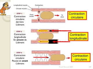 Contraction
circulaire
Contraction
longitudinale
Contraction
circulaire
Contraction
circulaire
derrière
L’aliment
Contraction
longitudinale
En amont de
L’aliment
Contraction
circulaire
Pousse en avant
L’aliment
104Franck Rencurel 2020
 