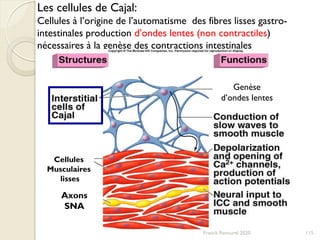 Les cellules de Cajal:
Cellules à l’origine de l’automatisme des fibres lisses gastro-
intestinales production d’ondes lentes (non contractiles)
nécessaires à la genèse des contractions intestinales
Cellules
Musculaires
lisses
Axons
SNA
Genèse
d’ondes lentes
115Franck Rencurel 2020
 