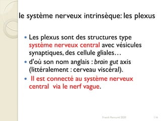 le système nerveux intrinsèque: les plexus
 Les plexus sont des structures type
système nerveux central avec vésicules
synaptiques, des cellule gliales…
 d'où son nom anglais : brain gut axis
(littéralement : cerveau viscéral).
 Il est connecté au système nerveux
central via le nerf vague.
116Franck Rencurel 2020
 