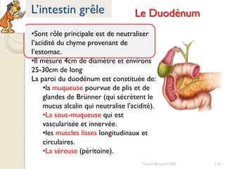 119Franck Rencurel 2020
L’intestin grêle Le Duodénum
•Sont rôle principale est de neutraliser
l’acidité du chyme provenant de
l’estomac.
•Il mesure 4cm de diamètre et environs
25-30cm de long
La paroi du duodénum est constituée de:
•la muqueuse pourvue de plis et de
glandes de Brünner (qui sécrètent le
mucus alcalin qui neutralise l'acidité).
•La sous-muqueuse qui est
vascularisée et innervée.
•les muscles lisses longitudinaux et
circulaires.
•La séreuse (péritoine).
 