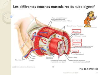 13Franck Rencurel 2020
Les différentes couches musculaires du tube digestif
 