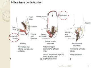 Mécanisme de défécation
132Franck Rencurel 2020
 