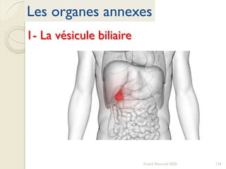 Les organes annexes
Franck Rencurel 2020 134
1- La vésicule biliaire
 