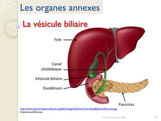 135Franck Rencurel 2020
Les organes annexes
La vésicule biliaire
http://www.centre-hepato-biliaire.org/files/images/Schema-Foie-VoiesBiliaires-Pancreas.jpg
Hopital paul Brousse
 