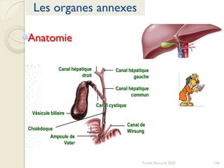 136Franck Rencurel 2020
Les organes annexes
Anatomie
 
