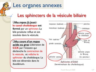 137Franck Rencurel 2020
Les organes annexes
Les sphincters de la vésicule biliaire
Au repos (à jeun):
le canal cholédoque est
fermé par un sphincter. La
bile produite reflue et est
stockée dans la vésicule.
Au cours d’un repas
acide ou gras: Libération de
CCK par l’intestin qui
déclenche la contraction de
la vésicule, et relâche le
sphincter du cholédoque. La
bile est déversée dans le
duodénum.
 