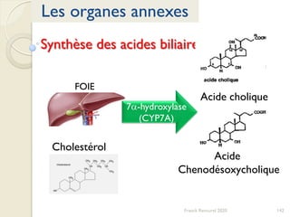 142Franck Rencurel 2020
Les organes annexes
Synthèse des acides biliaires
Cholestérol
Acide
Chenodésoxycholique
Acide cholique
7a-hydroxylase
(CYP7A)
FOIE
 