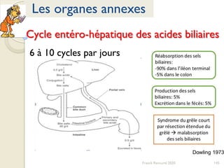 145Franck Rencurel 2020
Les organes annexes
Cycle entéro-hépatique des acides biliaires
6 à 10 cycles par jours
 