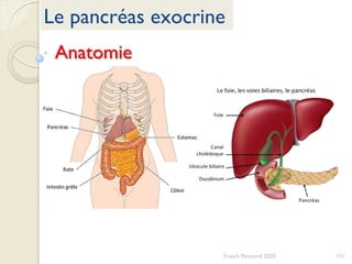 151Franck Rencurel 2020
Le pancréas exocrine
Anatomie
 