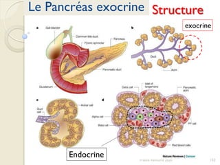 152Franck Rencurel 2020
Le Pancréas exocrine
exocrine
Endocrine
Structure
 