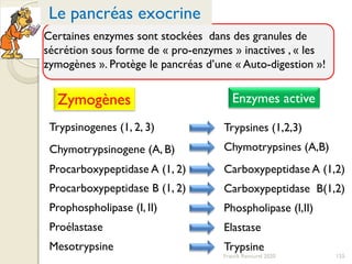 Certaines enzymes sont stockées dans des granules de
sécrétion sous forme de « pro-enzymes » inactives , « les
zymogènes ». Protège le pancréas d’une « Auto-digestion »!
155
Le pancréas exocrine
Zymogènes Enzymes active
Trypsinogenes (1, 2, 3)
Chymotrypsinogene (A, B)
Procarboxypeptidase A (1, 2)
Procarboxypeptidase B (1, 2)
Prophospholipase (I, II)
Proélastase
Mesotrypsine
Trypsines (1,2,3)
Chymotrypsines (A,B)
Carboxypeptidase A (1,2)
Carboxypeptidase B(1,2)
Phospholipase (I,II)
Elastase
Trypsine
Franck Rencurel 2020
 