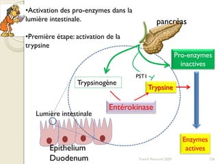 Pro-enzymes
inactives
Epithelium
Duodenum
Trypsinogène
Trypsine
Entérokinase
Enzymes
actives
PST1
156Franck Rencurel 2020
•Activation des pro-enzymes dans la
lumière intestinale.
•Première étape: activation de la
trypsine
pancréas
Lumière intestinale
 