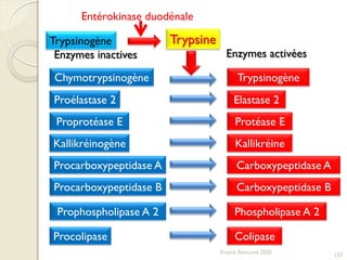 Chymotrypsinogène
Proélastase 2
Proprotéase E
Kallikréinogène
Procarboxypeptidase A
Procarboxypeptidase B
Prophospholipase A 2
Procolipase
Trypsinogène
Elastase 2
Protéase E
Kallikréine
Carboxypeptidase A
Carboxypeptidase B
Phospholipase A 2
Colipase
Trypsinogène Trypsine
Entérokinase duodénale
Enzymes inactives Enzymes activées
157
Franck Rencurel 2020
 