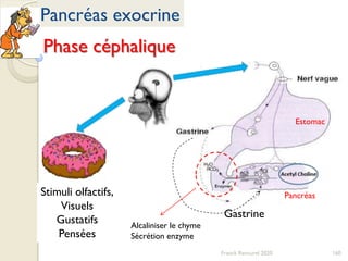 160Franck Rencurel 2020
Pancréas exocrine
Phase céphalique
Gastrine
Stimuli olfactifs,
Visuels
Gustatifs
Pensées
Estomac
Pancréas
Alcaliniser le chyme
Sécrétion enzyme
 