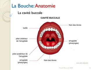 La Bouche:Anatomie
16Franck Rencurel 2020
La cavité buccale
 