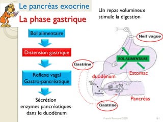 Bol alimentaire
Distension gastrique
Reflexe vagal
Gastro-pancréatique
La phase gastrique
161
Le pancréas exocrine
Estomac
Pancréas
duodénum
Sécrétion
enzymes pancréatiques
dans le duodénum
Un repas volumineux
stimule la digestion
Franck Rencurel 2020
 