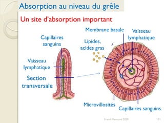 Franck Rencurel 2020 171
Absorption au niveau du grêle
Un site d’absorption important
Membrane basale Vaisseau
lymphatique
Microvillosités
Capillaires sanguins
Lipides,
acides gras
Capillaires
sanguins
Vaisseau
lymphatique
Section
transversale
 