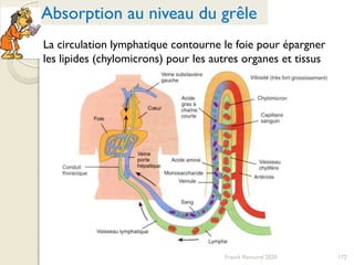 Franck Rencurel 2020 172
Absorption au niveau du grêle
La circulation lymphatique contourne le foie pour épargner
les lipides (chylomicrons) pour les autres organes et tissus
 