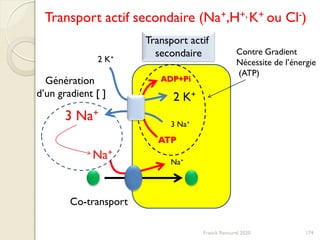 Na+
Na+
Transport actif
secondaire
2 K+
3 Na+
3 Na+
2 K+
ATP
ADP+Pi
Transport actif secondaire (Na+,H+, K+ ou Cl-)
174
Contre Gradient
Nécessite de l’énergie
(ATP)
Génération
d’un gradient [ ]
Co-transport
Franck Rencurel 2020
 