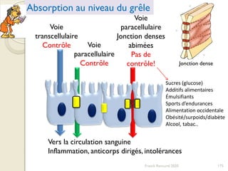 Franck Rencurel 2020 175
Absorption au niveau du grêle
Voie
transcellulaire
Contrôle Voie
paracellulaire
Contrôle
Voie
paracellulaire
Jonction denses
abimées
Pas de
contrôle! Jonction dense
Vers la circulation sanguine
Inflammation, anticorps dirigés, intolérances
Sucres (glucose)
Additifs alimentaires
Émulsifiants
Sports d’endurances
Alimentation occidentale
Obésité/surpoids/diabète
Alcool, tabac..
 