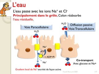 177
L’eau
L’eau passe avec les ions Na+ et Cl-
Principalement dans le grêle, Colon réabsorbe
l’eau résiduelle.
H2O
Na+
Diffusion passive
VoieTranscellulaire
Co-transport
Avec glucose et Na+
Voie Paracellulaire
H2O
Na+
ATP
ADP+Pi
Gradient local de Na+ excrété de façon active
Franck Rencurel 2020
 