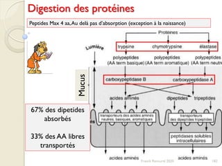 182Franck Rencurel 2020
Digestion des protéines
67% des dipetides
absorbés
33% des AA libres
transportés
Mucus
Peptides Max 4 aa,Au delà pas d’absorption (exception à la naissance)
 