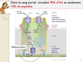 184Franck Rencurel 2020
Dans le sang portal circulent 90% d’AA et seulement
10% de peptides
Diffusion facilité
 