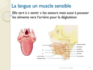 La langue un muscle sensible
19Franck Rencurel 2020
Elle sert à « sentir » les saveurs mais aussi à pousser
les aliments vers l’arrière pour la déglutition
 