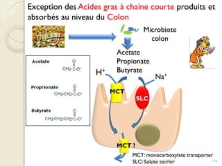 Exception des Acides gras à chaine courte produits et
absorbés au niveau du Colon
Microbiote
colon
Acetate
Propionate
ButyrateH+
Na+
MCT
SLC
MCT: monocarboxylate transporter
SLC: Solute carrier 195
MCT ?
Franck Rencurel 2020
 
