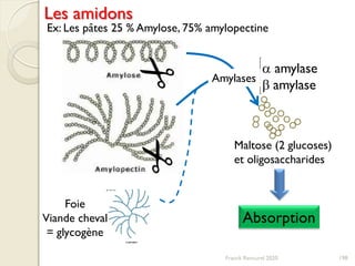 Absorption
Maltose (2 glucoses)
et oligosaccharides
Foie
Viande cheval
= glycogène
a amylase
b amylase
198
Les amidons
Amylases
Ex: Les pâtes 25 % Amylose, 75% amylopectine
Franck Rencurel 2020
 