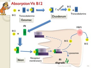 B12
+
Transcobalamine
Estomac
+
B12
Duodenum
Récepteur
membranaire
FI
FI
dégradé
Lysosomes
B12
MRP1
Iléon
AbsorptionVit B12
206
Transcobalamine
B12
+
B12
Franck Rencurel 2020
 