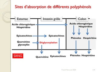 Estomac Intestin grêle Colon
Acide chlorogénique
Héspéridine
Acide chlorogénique
Héspéridine
Phénoles Hespéritine
Phénoles Hespéritine
Epicatechines Epicatechines
Epicatechines
Quercétine
glycosylée
Déglycosylation
QuercétineSANG
210
Sites d’absorption de différents polyphénols
Franck Rencurel 2020
 