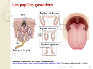 Franck Rencurel 2020 22
Les papilles gustatives
Pore
Bourgeon du goût
Papilles caliciformes
Papilles filiformes
Papilles fungiformes
Adapté de :The receptors and cells for mammalian taste
Jayaram Chandrashekar, Mark A. Hoon, Nicholas J. P. Ryba & Charles S. Zuker Naturevolume 444, pages288–294 (2006)
 