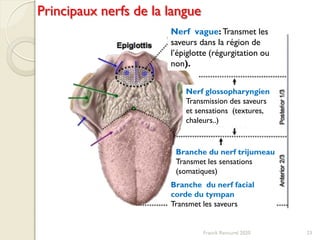 Branche du nerf facial
corde du tympan
Transmet les saveurs
Nerf glossopharyngien
Transmission des saveurs
et sensations (textures,
chaleurs..)
Nerf vague: Transmet les
saveurs dans la région de
l’épiglotte (régurgitation ou
non).
Principaux nerfs de la langue
Branche du nerf trijumeau
Transmet les sensations
(somatiques)
23Franck Rencurel 2020
 