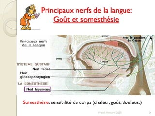 Franck Rencurel 2020
Principaux nerfs de la langue:
Goût et somesthésie
Somesthésie: sensibilité du corps (chaleur, goût, douleur..)
24
 