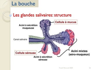 26Franck Rencurel 2020
La bouche
Les glandes salivaires: structure
 
