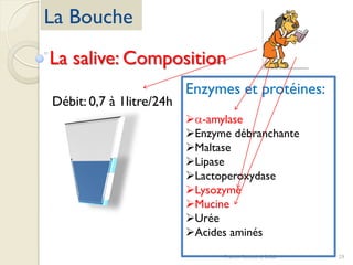 29Franck Rencurel 2020
La Bouche
La salive: Composition
Débit: 0,7 à 1litre/24h
Enzymes et protéines:
a-amylase
Enzyme débranchante
Maltase
Lipase
Lactoperoxydase
Lysozyme
Mucine
Urée
Acides aminés
 