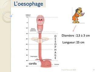 34Franck Rencurel 2020
L’oesophage
Longueur: 25 cm
Diamètre : 2,5 à 3 cm
cardia
 