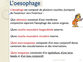 37Franck Rencurel 2020
L’oesophage
L'œsophage est composé de plusieurs couches, (tuniques)
de l'extérieur vers l'intérieur :
un adventice constitué d'une membrane
conjonctive séparant l'œsophage des autres organes.
une couche musculaire longitudinale externe.
une couche musculaire circulaire interne.
une sous-muqueuse, composée d'un tissu conjonctif dense
contenant des vascularisations et des innervations.
une muqueuse, constituée d'un épithélium, d'une lame
basale et d'un tissu conjonctif.
 