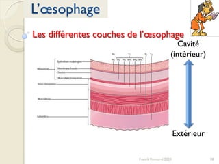 38Franck Rencurel 2020
L’œsophage
Les différentes couches de l’œsophage
Cavité
(intérieur)
Extérieur
 