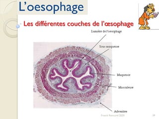 39Franck Rencurel 2020
L’oesophage
Les différentes couches de l’œsophage
 